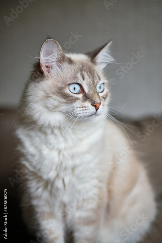portrait of a cat © Lyudmila