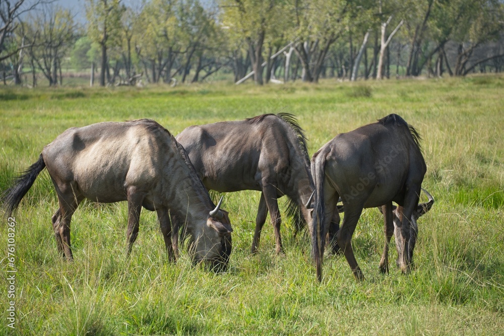 A group of three blue wildebeest grazing in a green summer grassland A group of three blue wildebeest grazing in a green summer grassland