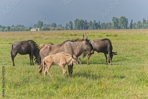 A mother and baby wildebeest  Gnu  standing in with other wildebeest