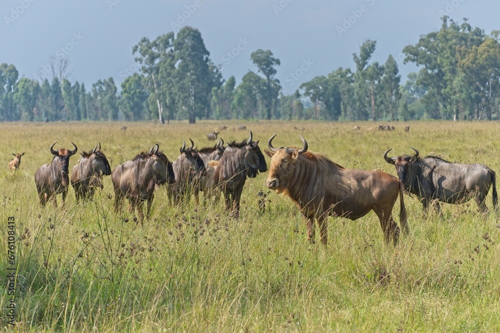Naklejka premium Golden wildebeest (gnu) in a lush green field with blue wildebeest