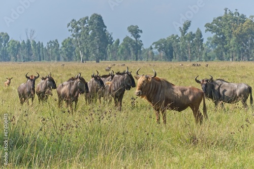 Golden wildebeest (gnu) in a lush green field with blue wildebeest © Vanessa Bentley