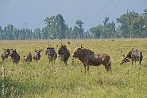 Golden wildebeest (gnu) in a lush green field with blue wildebeest