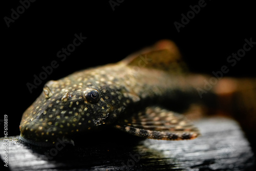 Ancistrus cirrhosus, the Jumbie teta species of armored catfish, antenna catfish underwater view in freshwater aquarium closeup