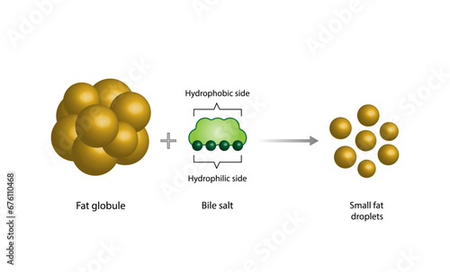 Lipid emulsification, Fat Molecule, Lipid droplets, Lipid Digestion. Large fat globules are emulsified into small fat droplets. Bile salt. Gallbladder. Micelle formation. Vector Illustration.

