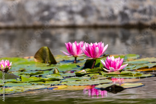 Water Lily Symphony  Elegance Afloat