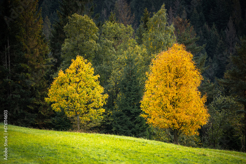 Autumn trees