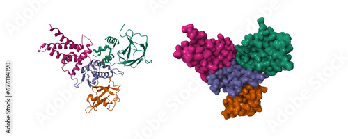 Structure of Von Hippel-Lindau disease tumor suppressor (VHL, green)-transcription elongation factor B (EloB, brown, blue)-Cullin 2 (Cul2, purple). 3D cartoon and Gaussian surface models, PDB 4wqo photo