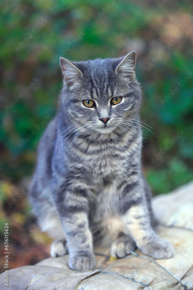 Portrait of cute wild fluffy cat