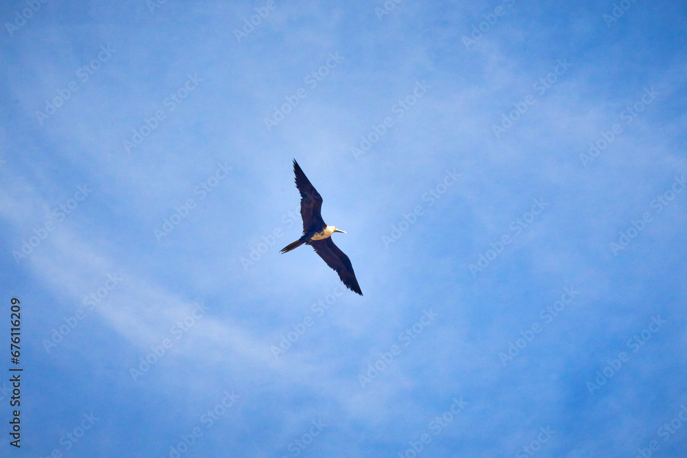 Obraz premium Fregata magnificens, magnificen frigatebird in Mazatlán sinaloa
