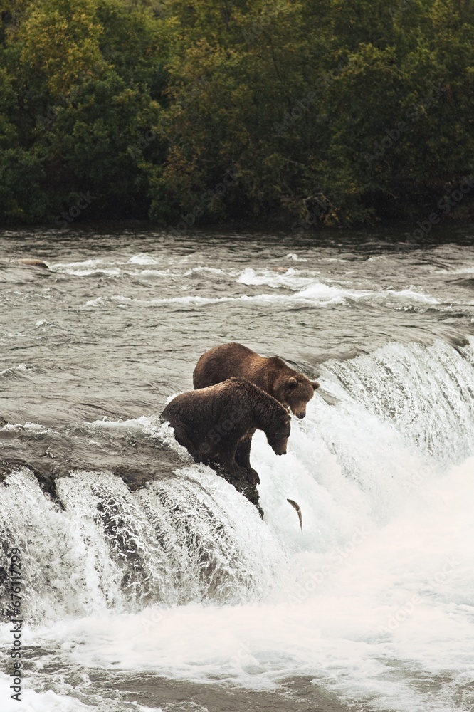 bear in the river catching fish bear in the river catching fish
