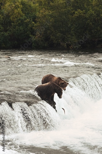 bear in the river catching fish