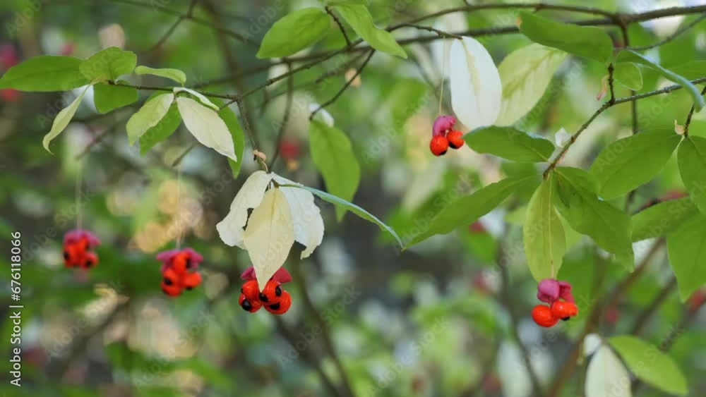 Autumn garden, blooming bush of Euonymus verrucosus. (Euonymus verrucosa). Autumn garden, blooming bush of Euonymus verrucosus. (Euonymus verrucosa).