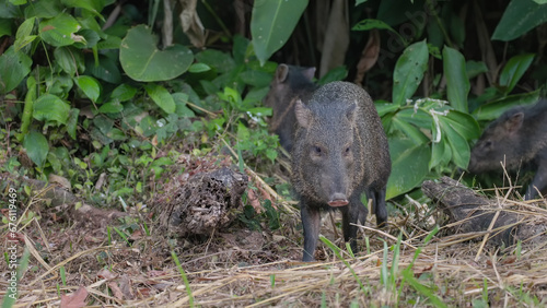 dusk shot a collared peccary herd feeding at corcovado