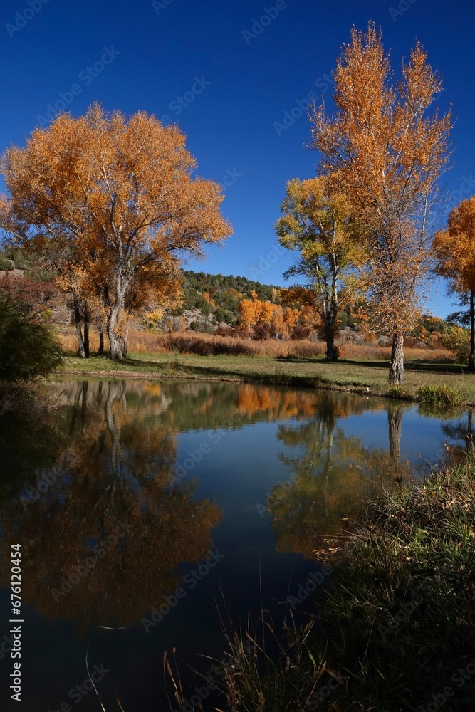 A group of trees reflecting on water turn yellow during autumn as the seasons change. A group of trees reflecting on water turn yellow during autumn as the seasons change.