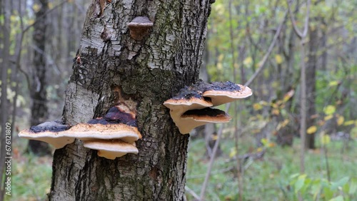 Mushrooms, birch polypore, growing on a tree trunk in the autumn forest. (Piptoporus betulinus). photo