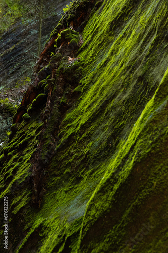 Canvas Print Lush thick green moss covering solid rock, Adrspach rocks, Czech Republic