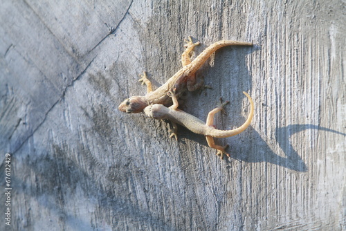 portrait of a pair of lizards mating on the wall