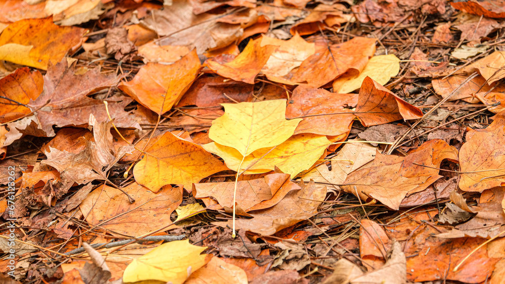 Colorful autumn leaves on the ground. Pastel brown yellow orange colours autumn leaves. Selective focus area.