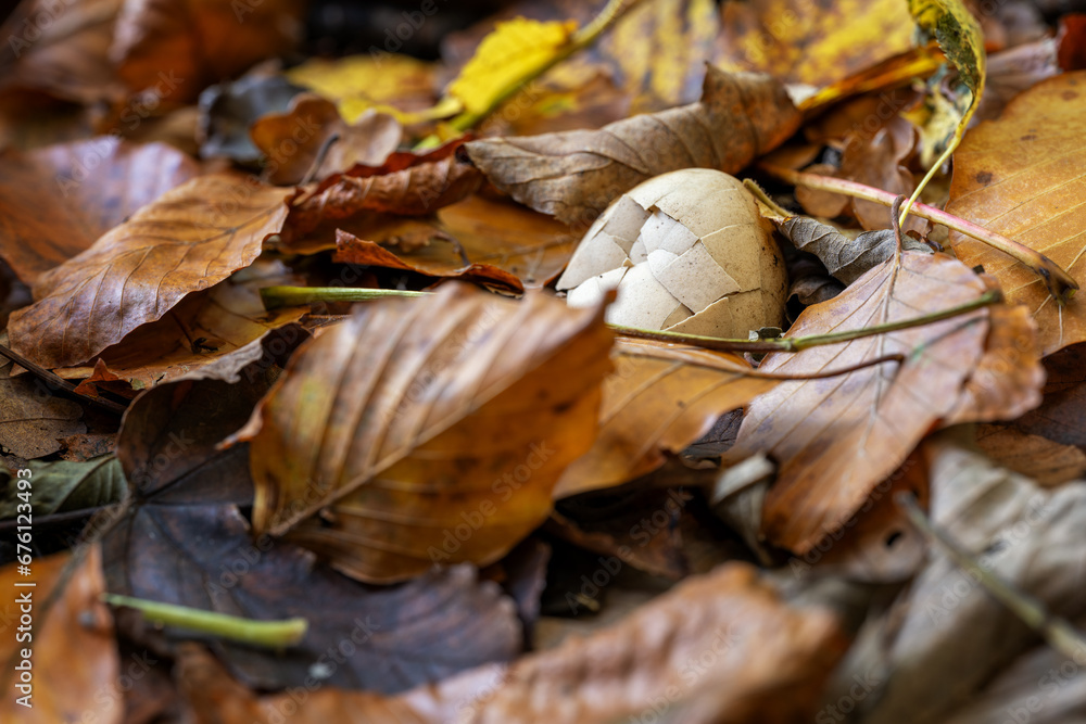 A crispy shell of a hen's egg between the leaves.