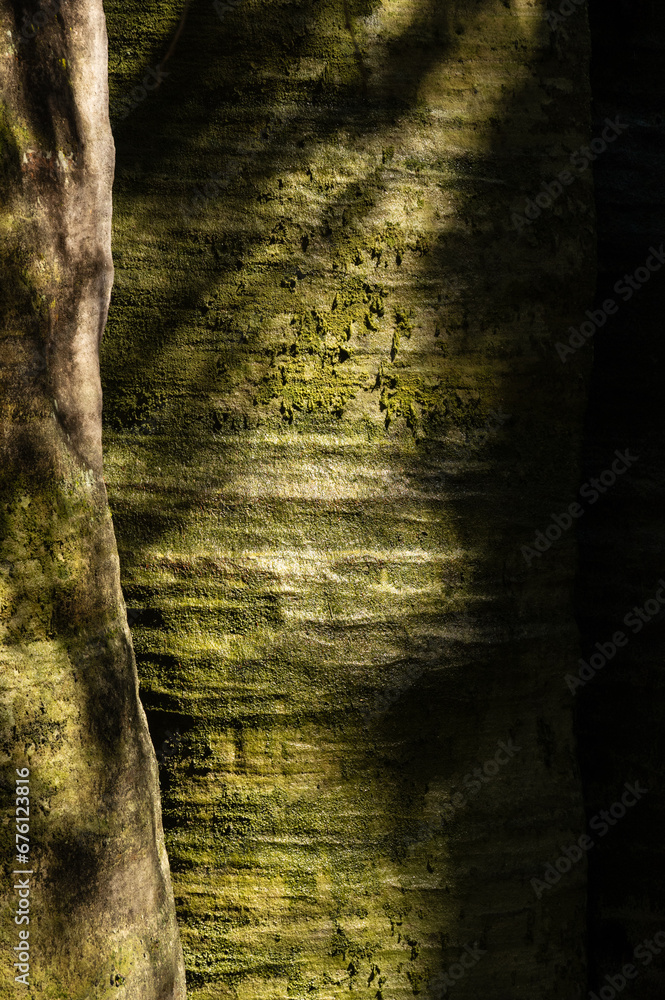 Naklejka premium Green moss covering solid rock formations, Adrspach rocks, Czech Republic