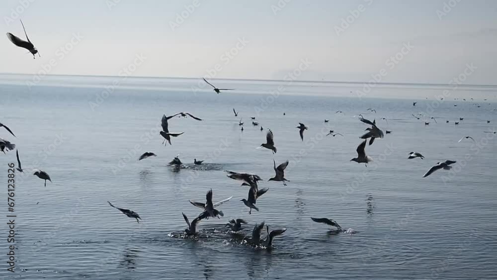 Hungry gulls that fly over the lake and dive for food in the water. Hungry gulls that fly over the lake and dive for food in the water.