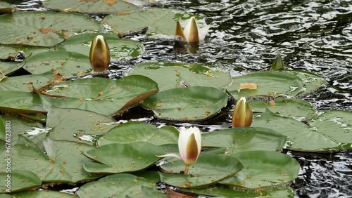 Water lilies blooming in a pond in spring time