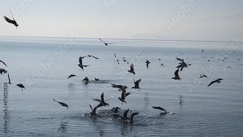 Hungry gulls that fly over the lake and dive for food in the water.