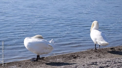 White swans enjoy the shore of a large lake and seagulls fly over them.