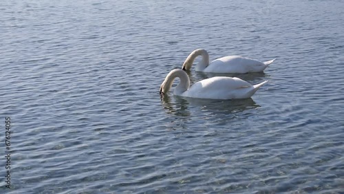 White swans swim in the waters of a beautiful lake and they feed on bread thrown into the water.