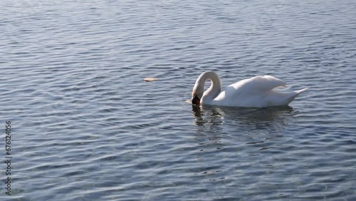 White swans swim in the waters of a beautiful lake and they feed on bread thrown into the water.