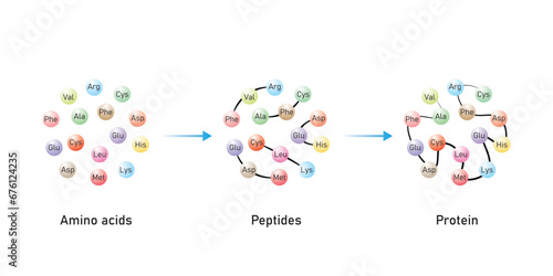Protein Formation From Amino Acids. Amino Acids, Peptides and Protein Scientific Design. Vector Illustration.