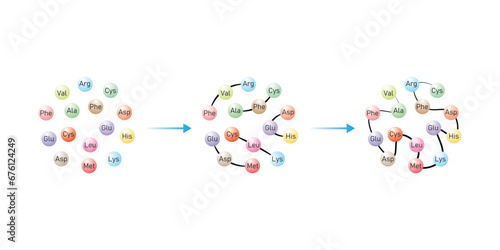 Protein Formation From Amino Acids. Amino Acids, Peptides and Protein Scientific Design. Vector Illustration.