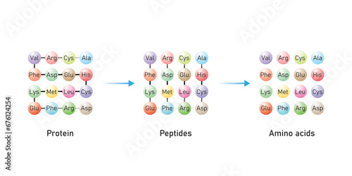 Protein Digestion to Amino Acids. Amino Acids, Peptides and Protein Scientific Design. Vector Illustration.