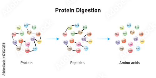 Protein Digestion to Amino Acids. Amino Acids, Peptides and Protein Scientific Design. Vector Illustration.