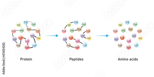Protein Digestion to Amino Acids. Amino Acids, Peptides and Protein Scientific Design. Vector Illustration.