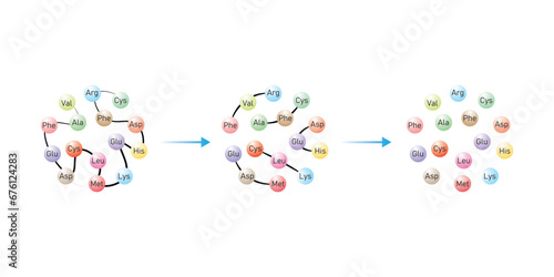 Protein Digestion to Amino Acids. Amino Acids, Peptides and Protein Scientific Design. Vector Illustration.
