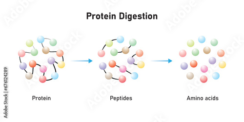 Protein Digestion to Amino Acids. Amino Acids, Peptides and Protein Scientific Design. Vector Illustration. photo