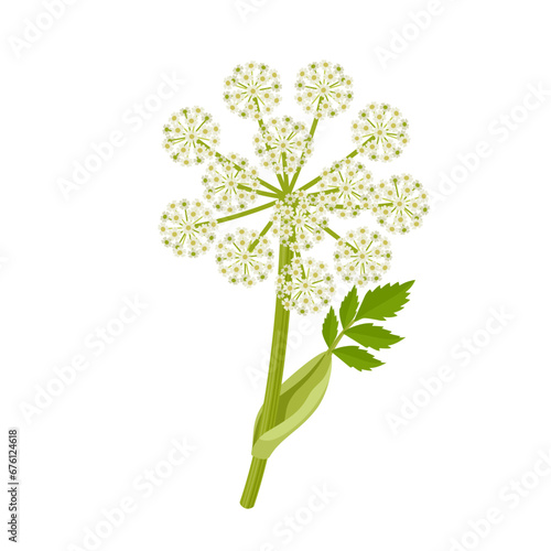 Vector illustration, Norwegian angelica or Angelica archangelica, isolated on white background.