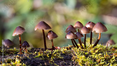Mushrooms, fungus. Group of brown edged bonnet fungi on a mossy log.