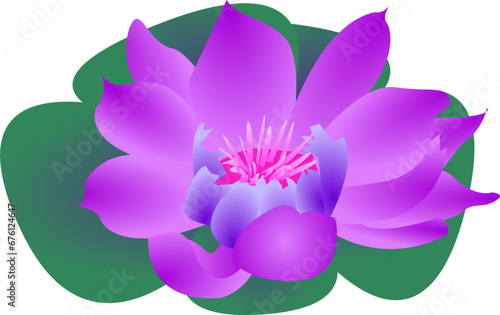 Pink lotus flower in vector with colour gradient