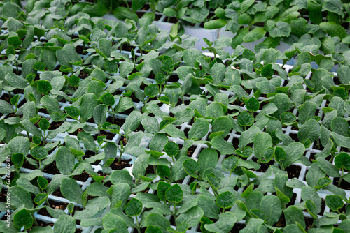 Fresh green young cucumber seedlings in cassette tray growing in greenhouse