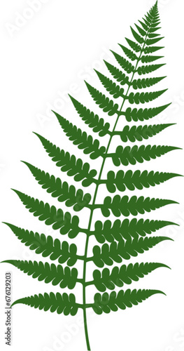 fern leaf illustration