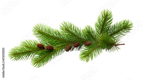 Christmas pine  spruce  branch on white background .