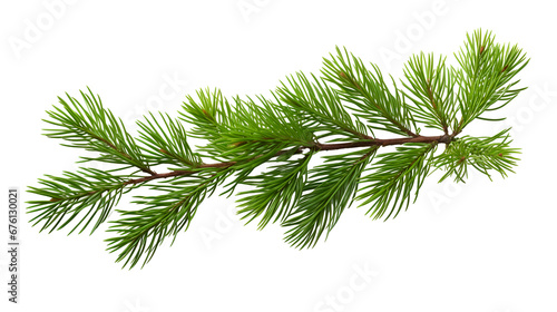 Christmas pine, spruce  branch on white background .