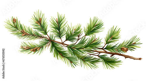 Christmas pine, spruce  branch on white background .