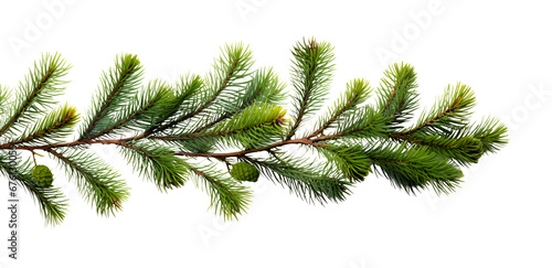 Christmas pine, spruce  branch on white background .