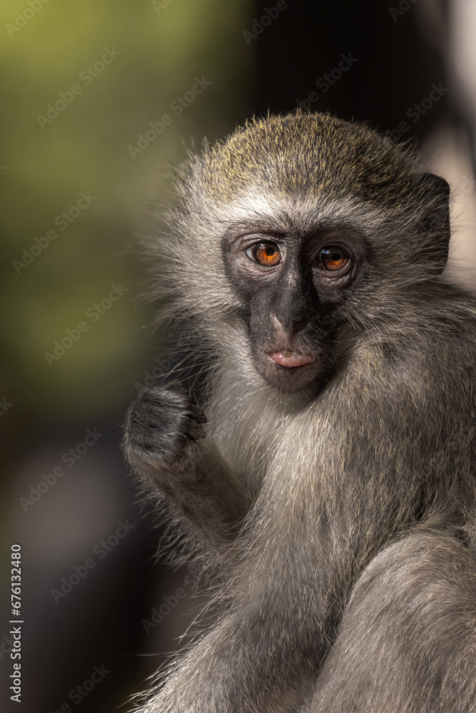 Vervet Monkey In South Africa 