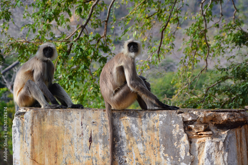 Gray langurs, also called Hanuman langurs and Hanuman monkeys, are Old World monkeys native to the Indian subcontinent constituting the genus Semnopithecus.