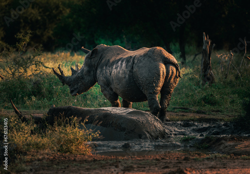 Rhino in Eswatini