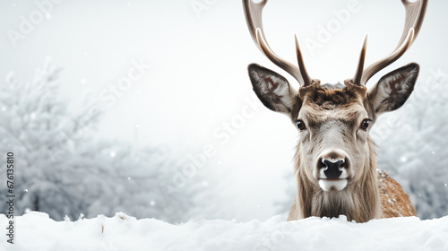 Christmas deer in winter snow field. Merry christmas and Happy new year background. Generative ai © toodlingstudio